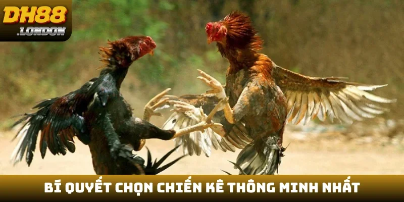 Bí quyết chọn chiến kê thông minh nhất